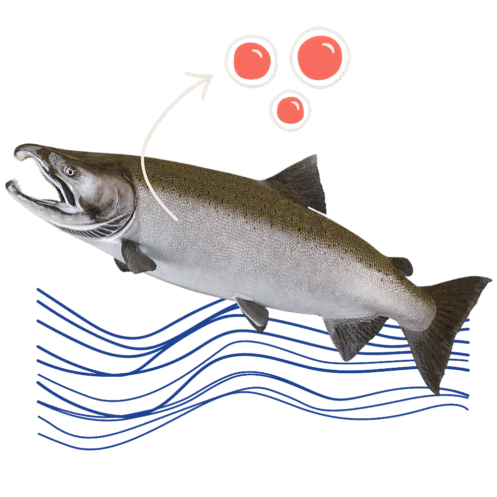 Rendering of a salmon and cells